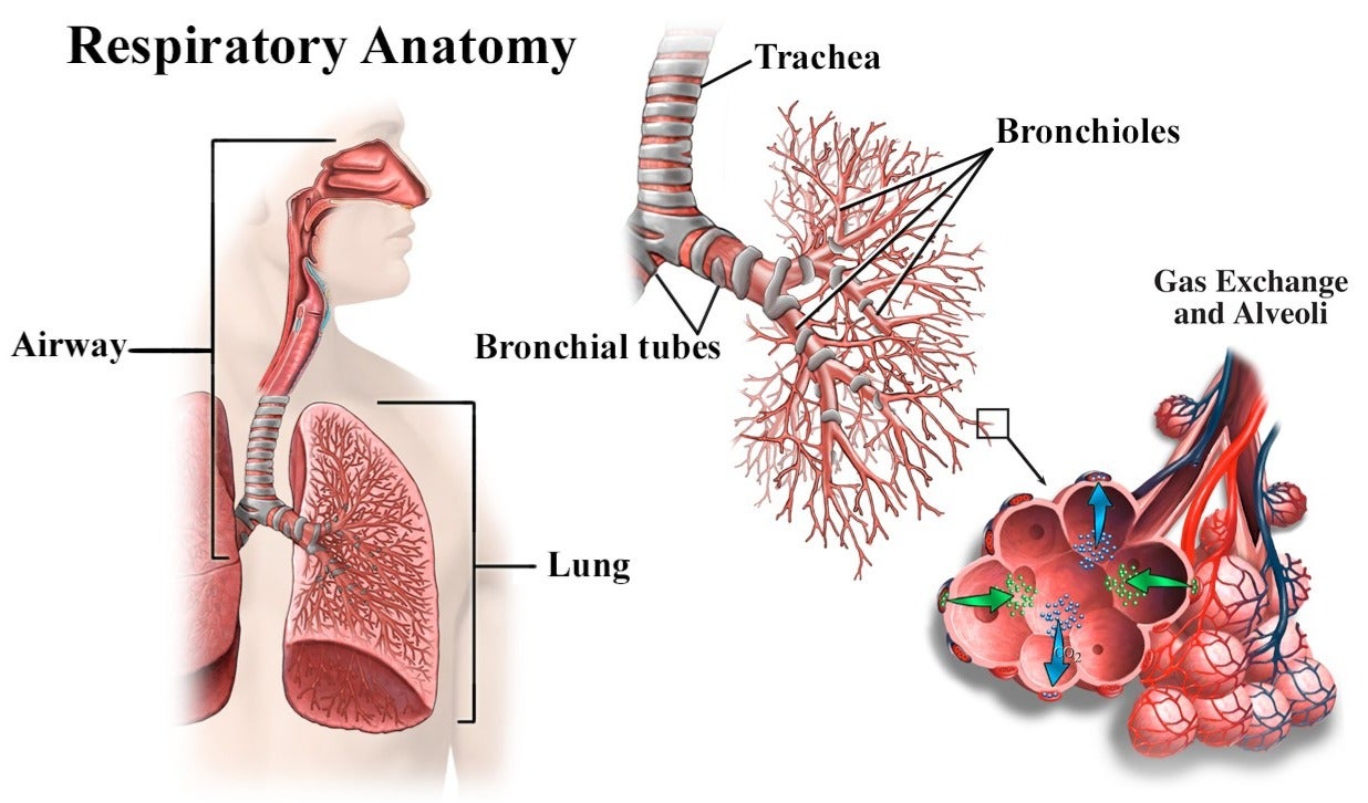🌿FDA Approved|𝐉𝐎𝑨𝑬®COPD Relief – Mullein Lung Cleanse Oral Liquid(💝 Cough, wheezing, shortness of breath, sputum, stuffy nose, bronchitis, bronchitis, allergy symptoms, lung discomfort🫁)